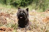 CAIRN TERRIER 489